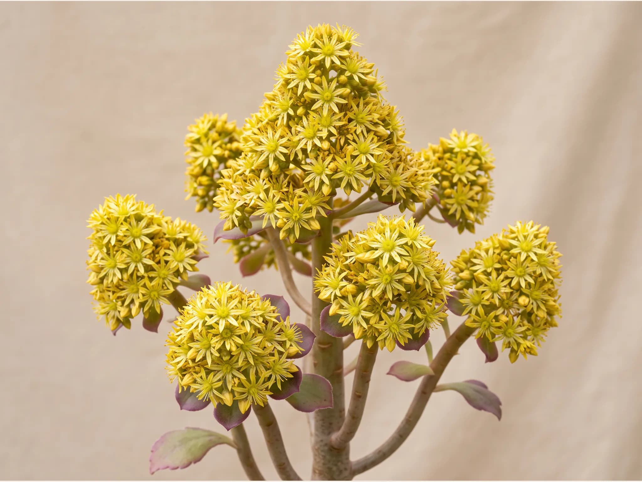 Aeonium arboreum — flor (IA)