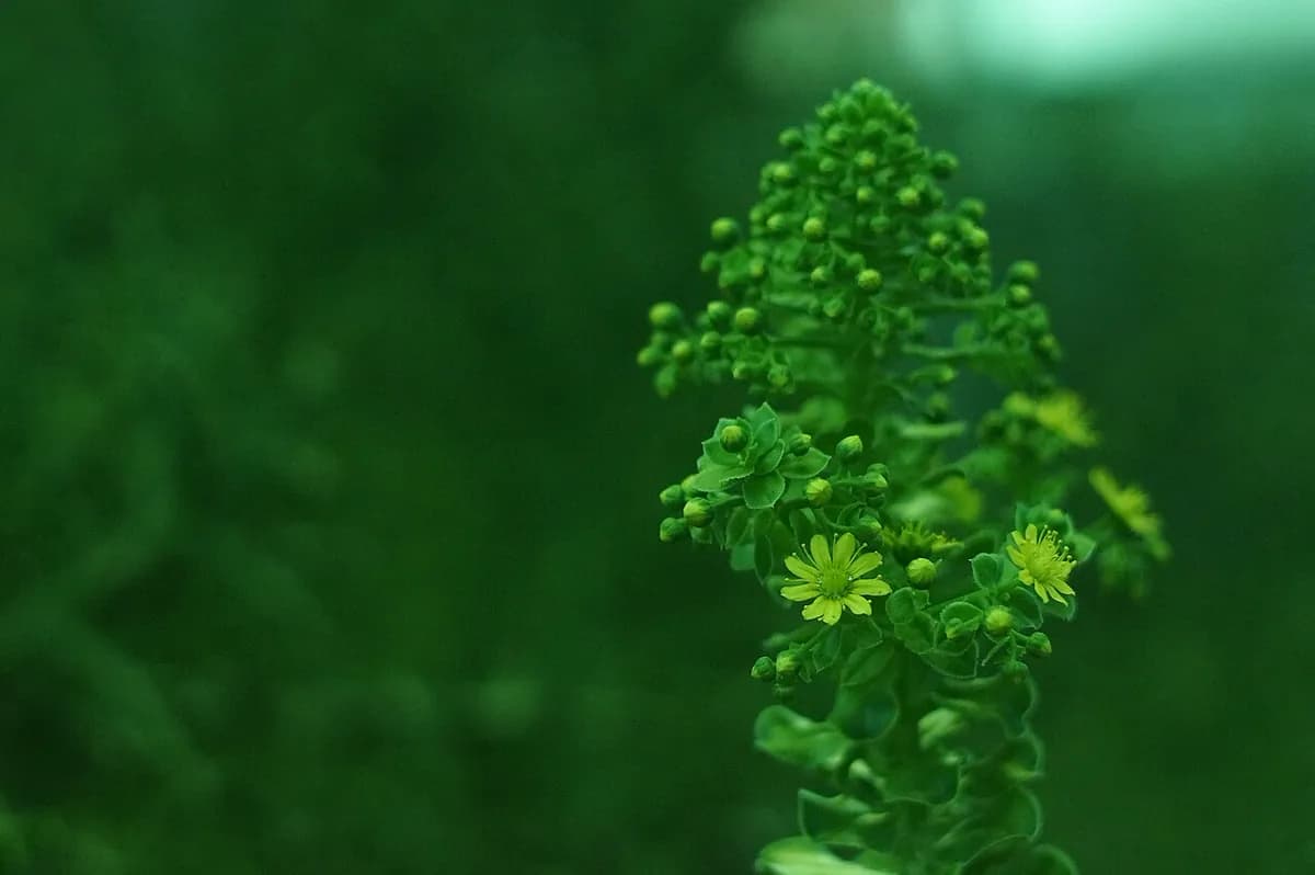 Aeonium Sunburst — foto real