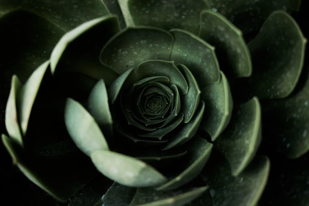 Aeonium Sunburst — foto real