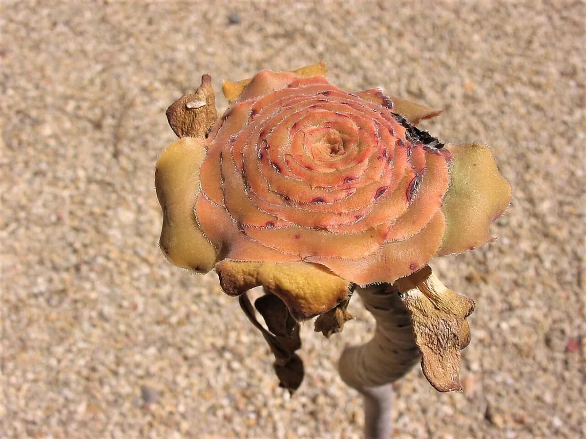 Aeonium Sunburst — foto real