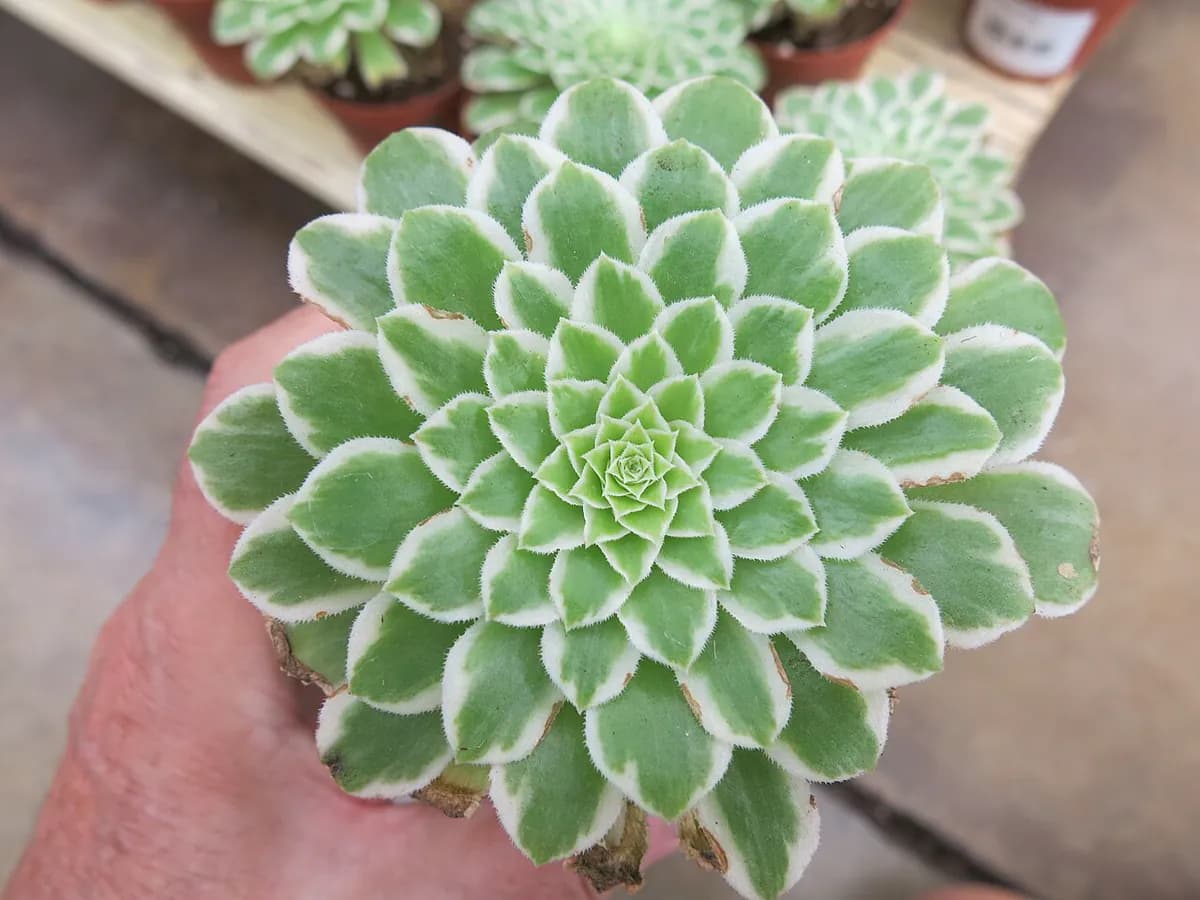 Aeonium Sunburst — foto real