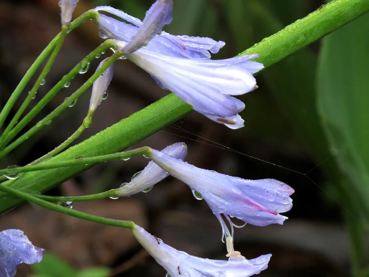 Agapanto — foto real