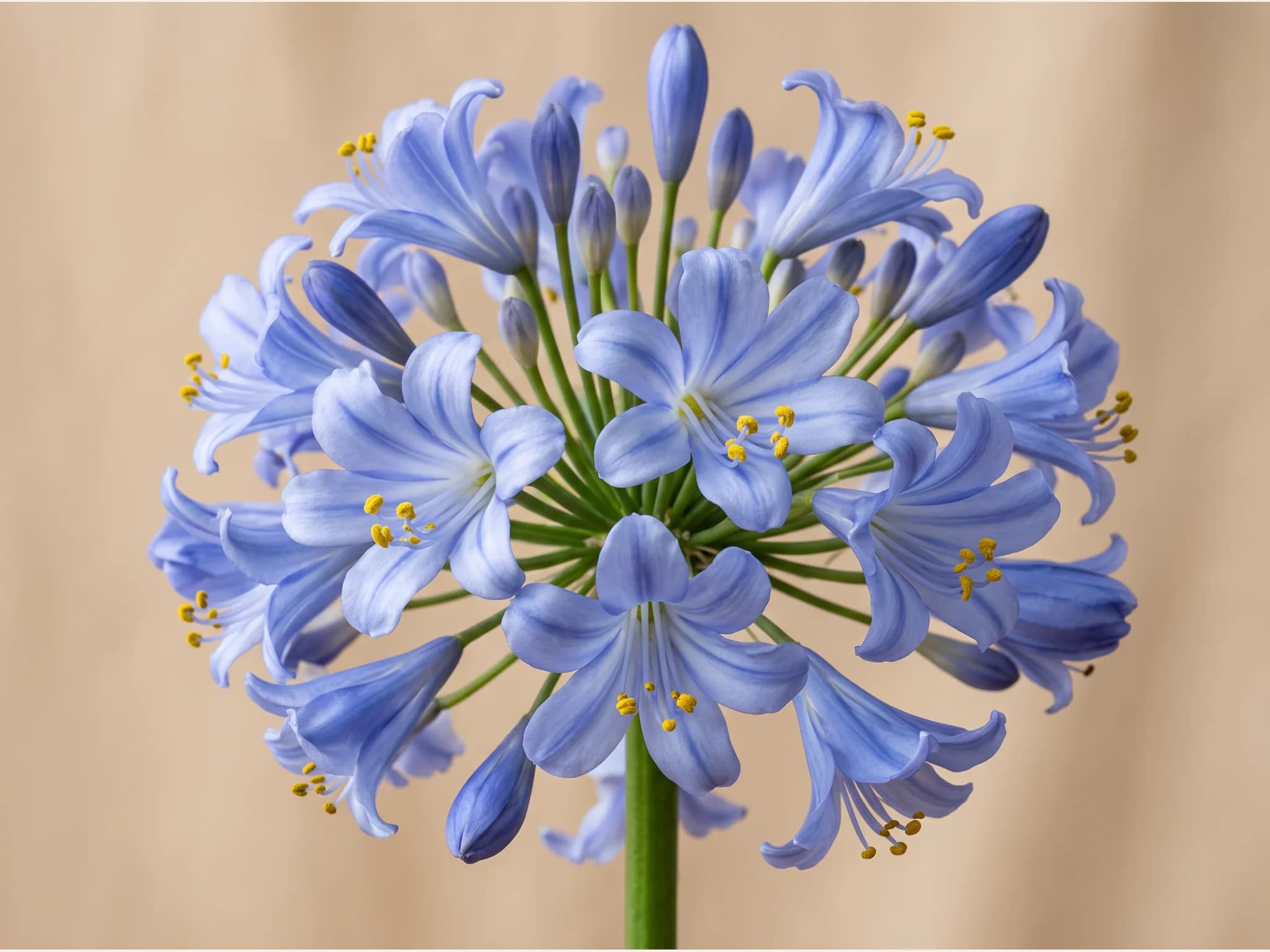 Agapanto azul — flor (IA)