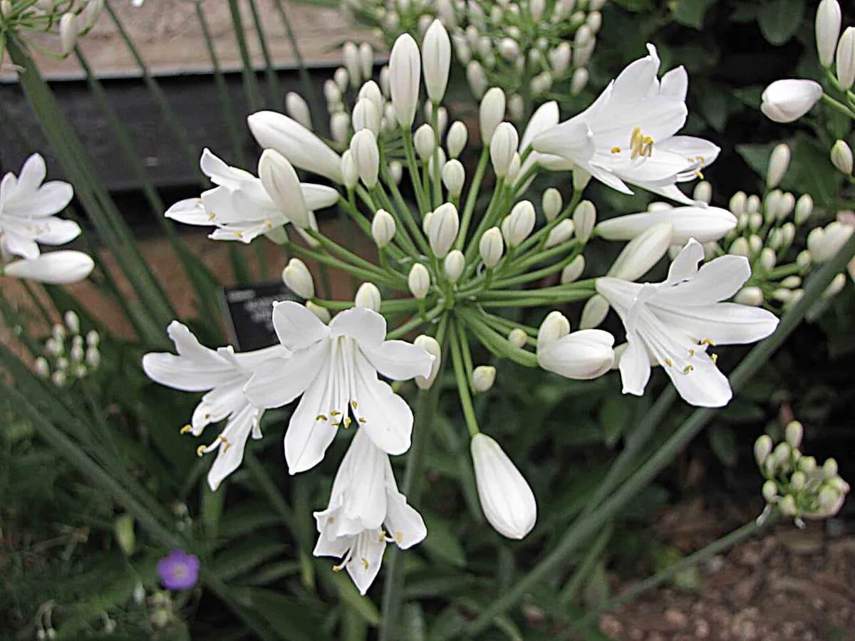 Agapanto blanco — foto real