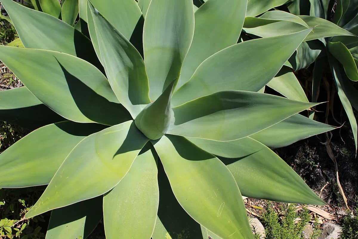 Agave attenuata — foto real