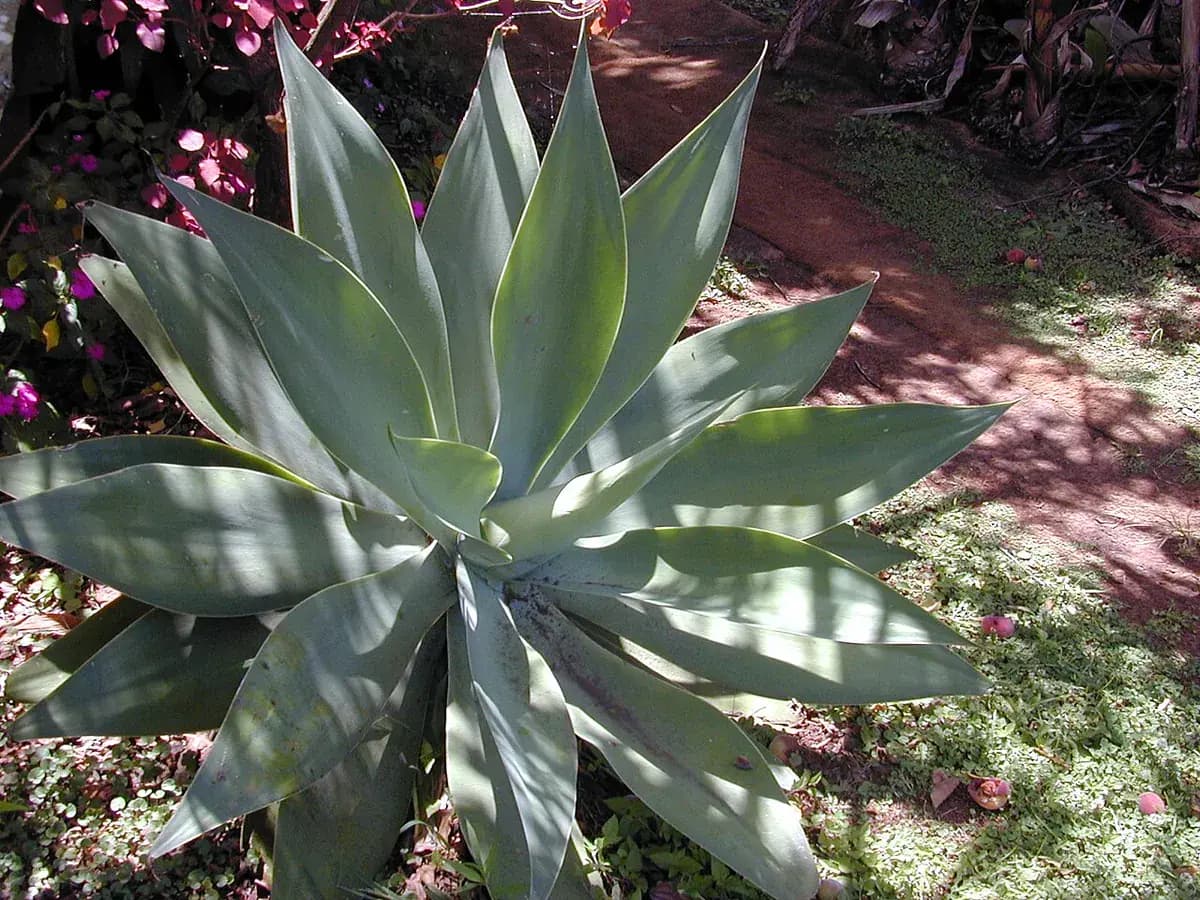 Agave attenuata — foto real
