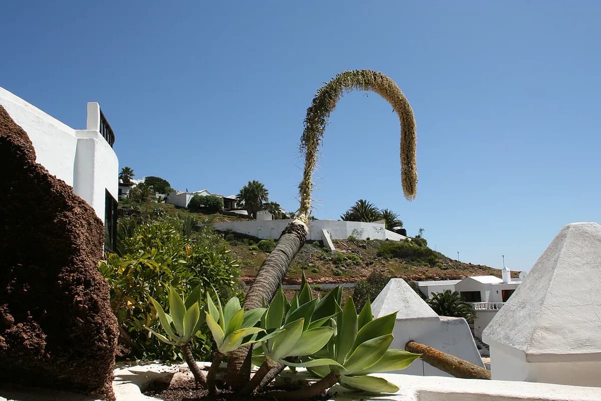 Agave attenuata — foto real