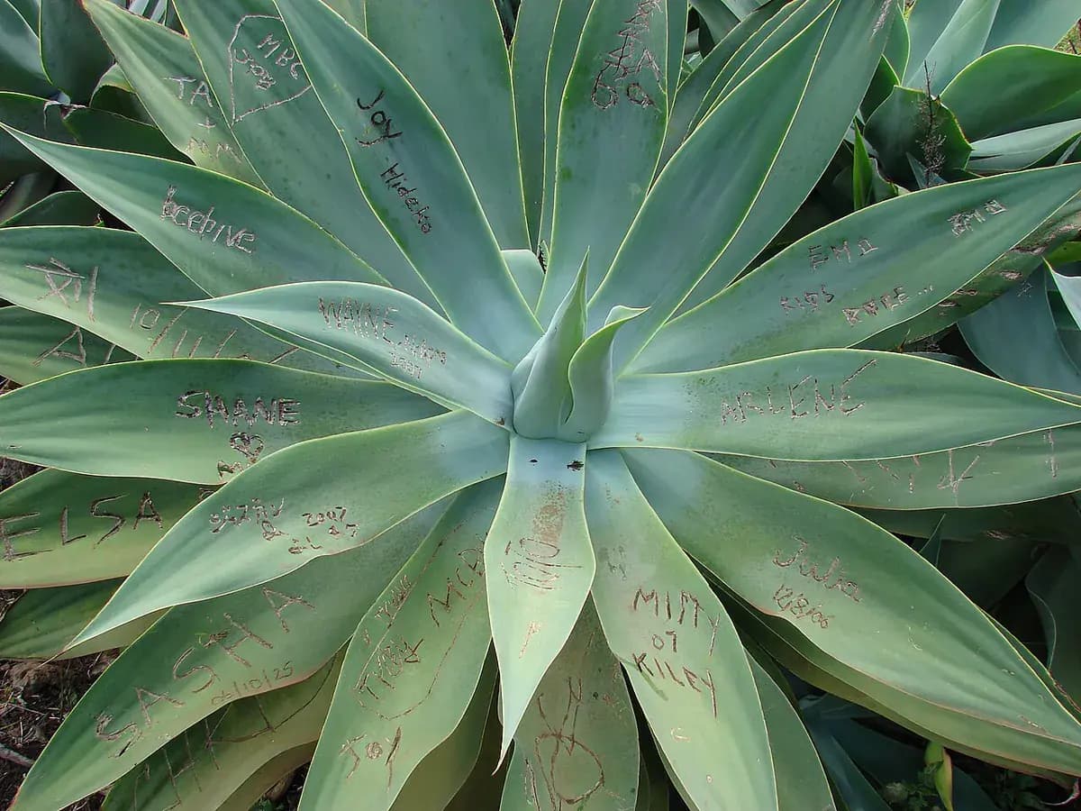 Agave attenuata — foto real