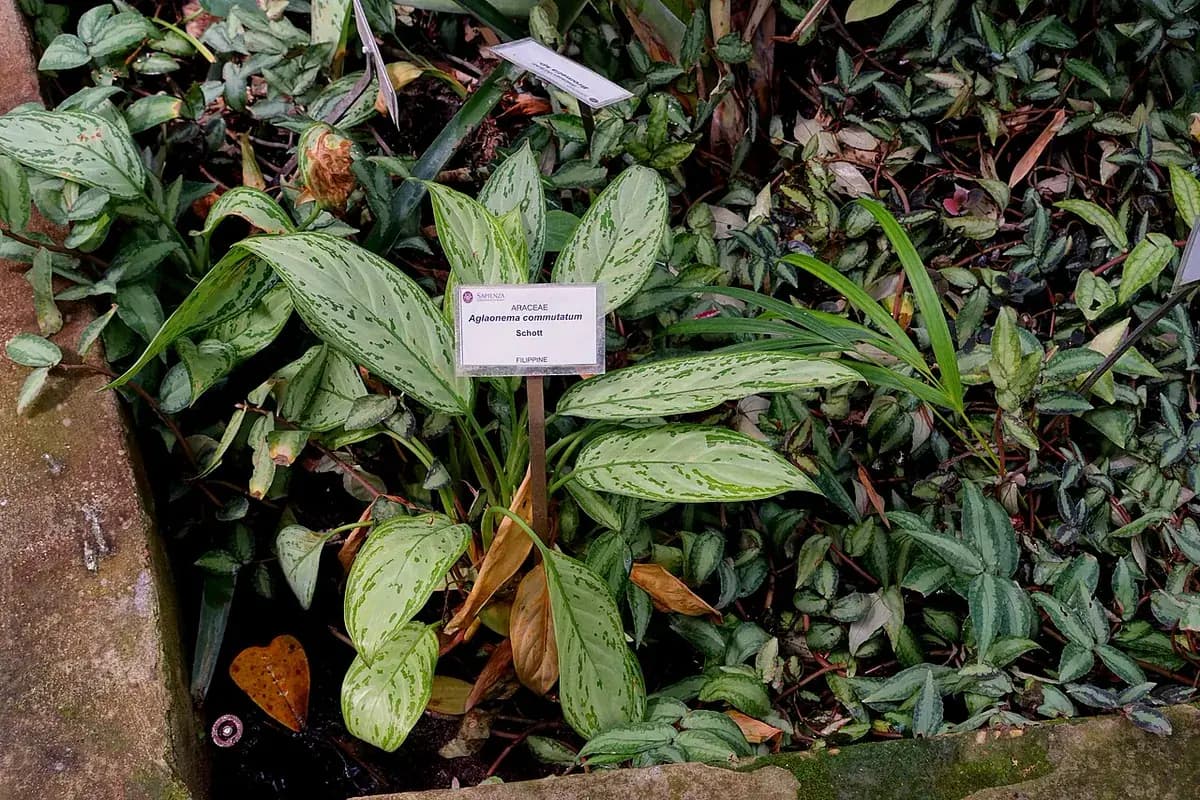 Aglaonema Red Siam — foto real
