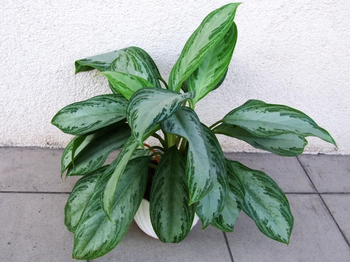 Aglaonema Red Siam — foto real
