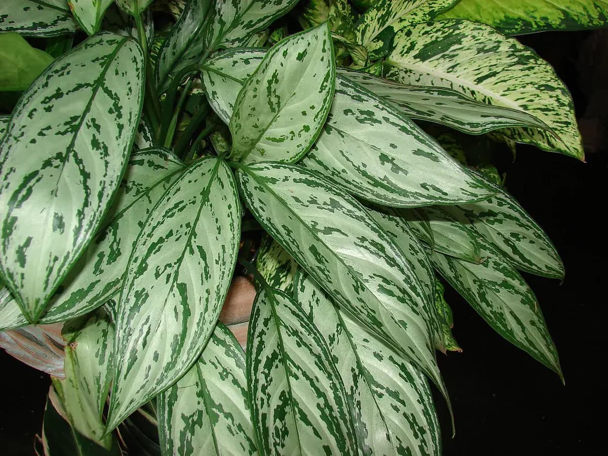Aglaonema Red Siam — foto real