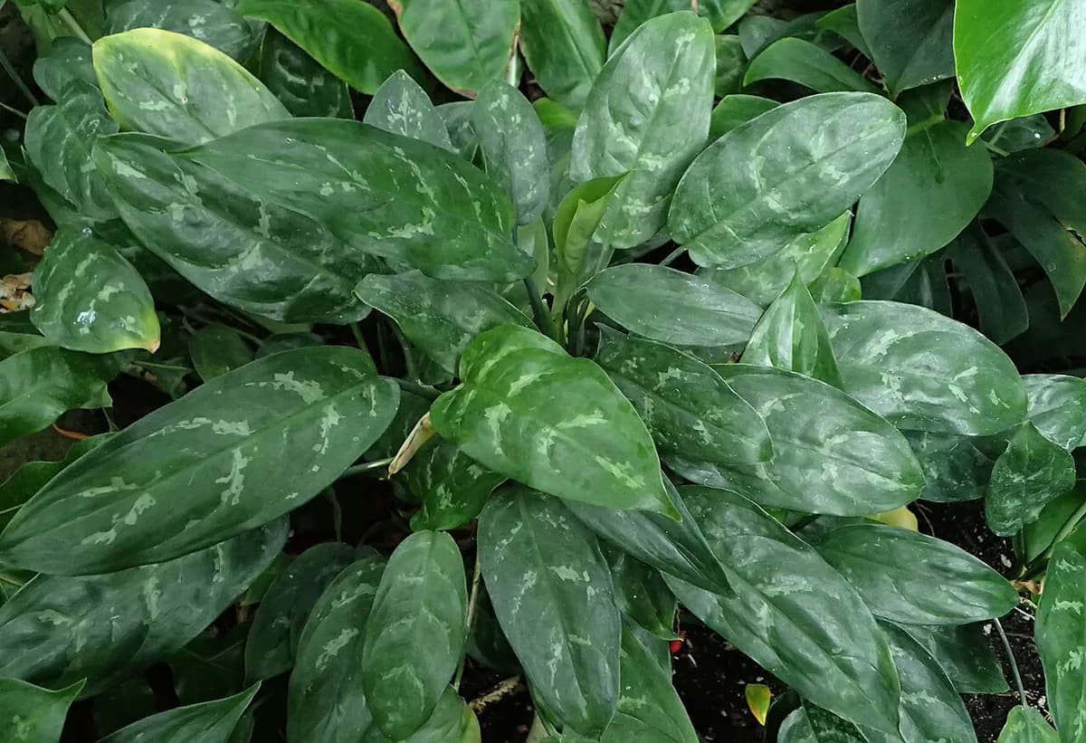 Aglaonema Silver Bay — foto real