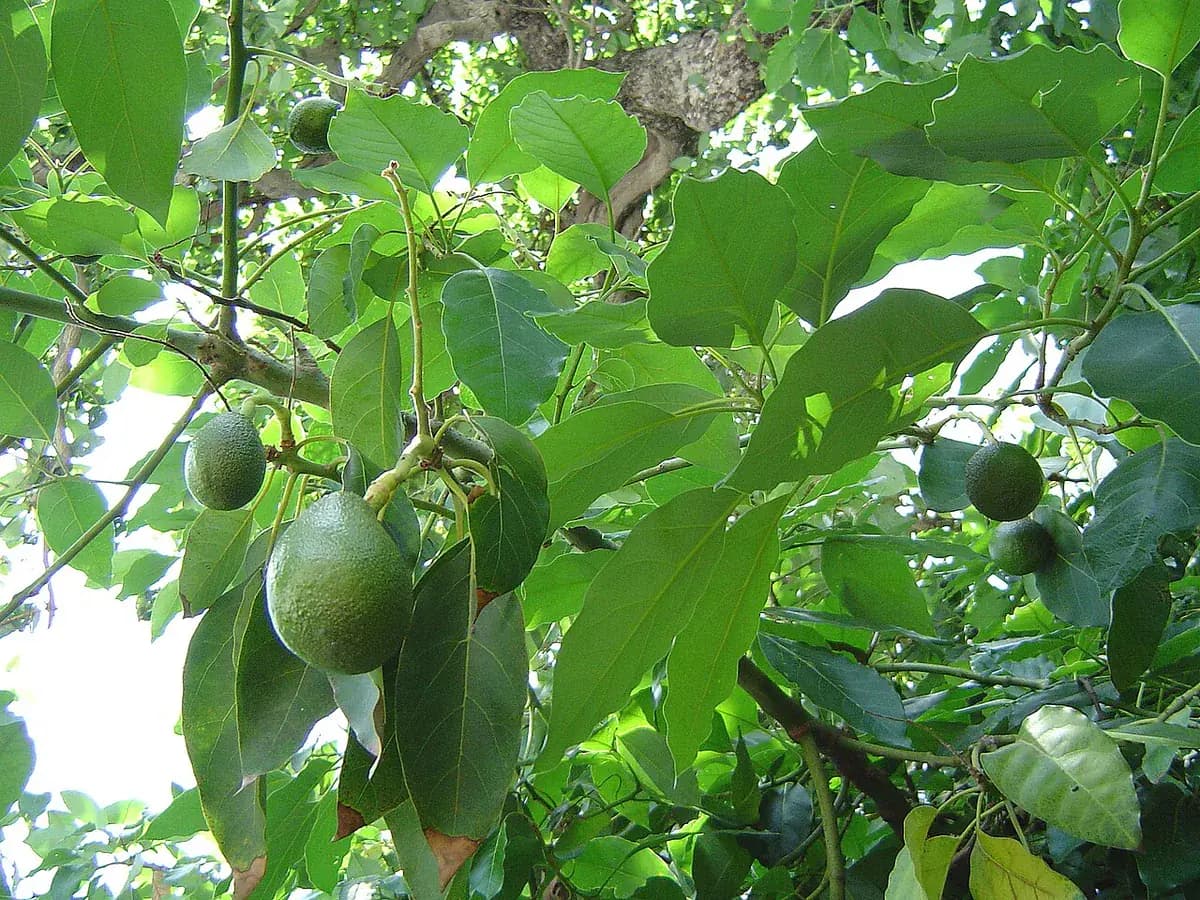 Aguacate Hass — foto real