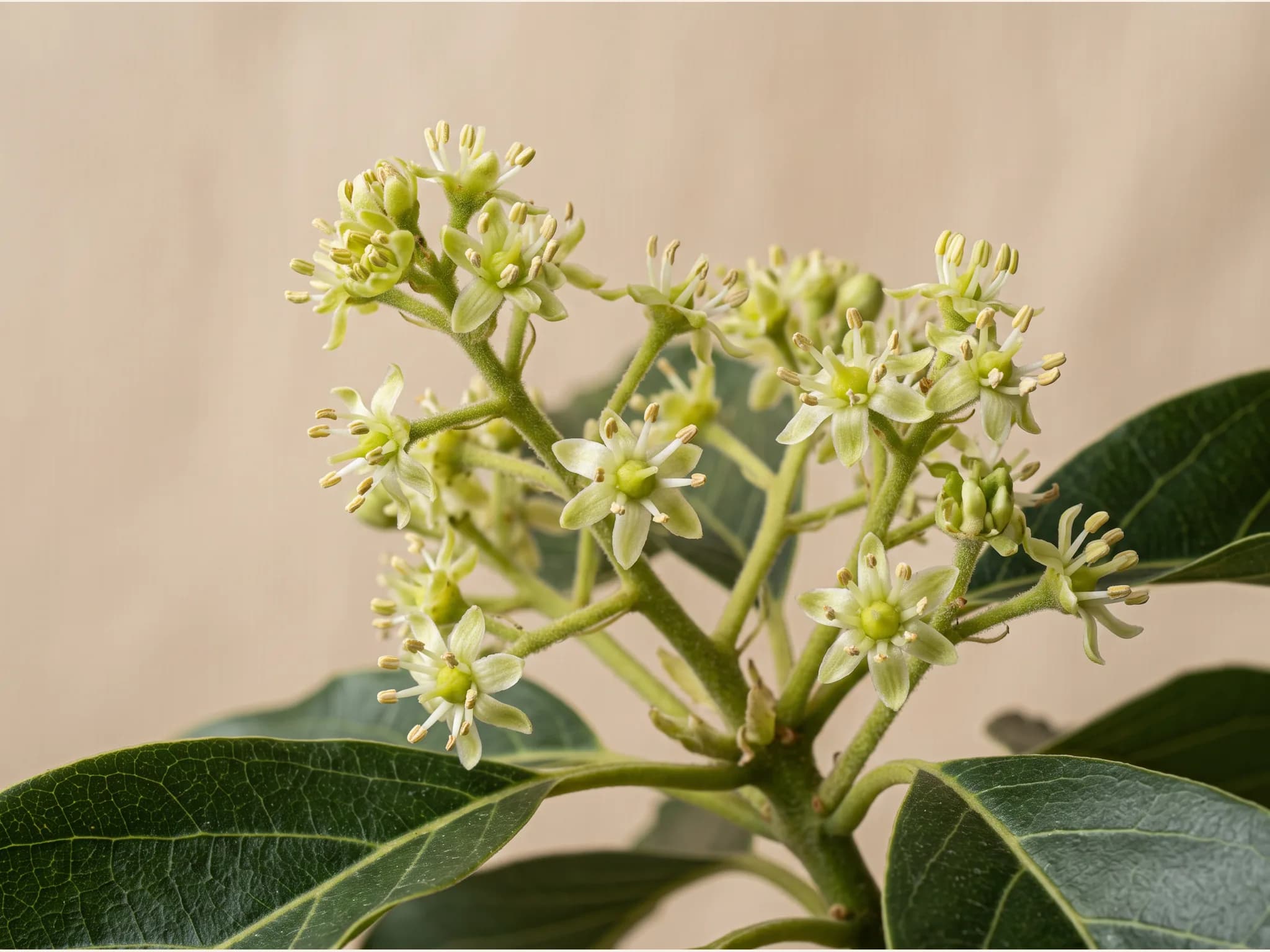 Aguacate hass — flor (IA)