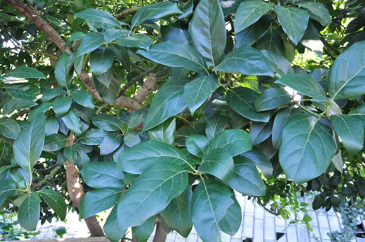 Aguacate Méndez — foto real