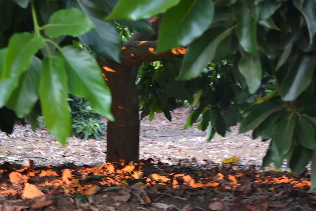 Aguacate Méndez — foto real
