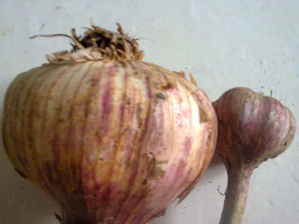 Ajo morado de Las Pedroñeras — foto real