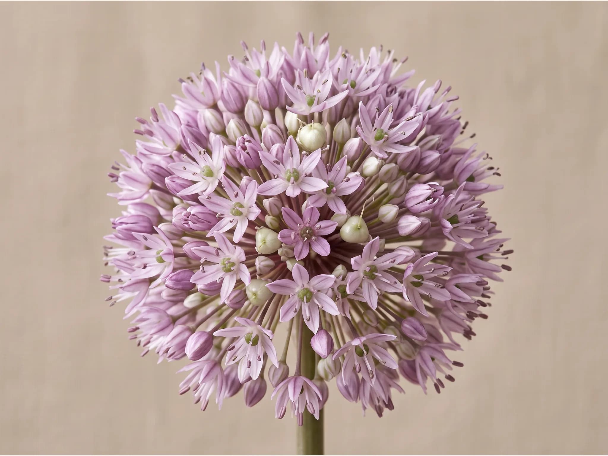 Ajo morado de las pedroneras — flor (IA)