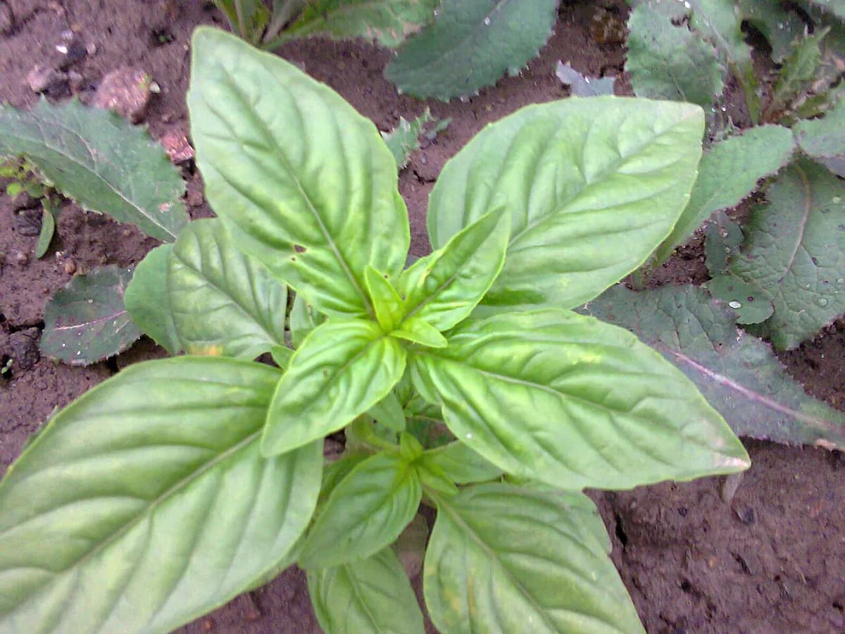 Albahaca Genovesa — foto real
