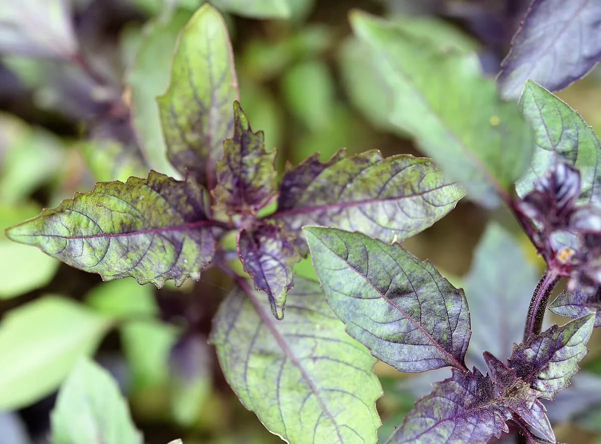 Albahaca Genovesa — foto real