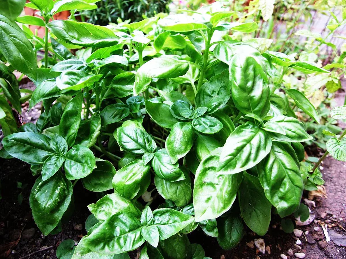 Albahaca Genovesa — foto real