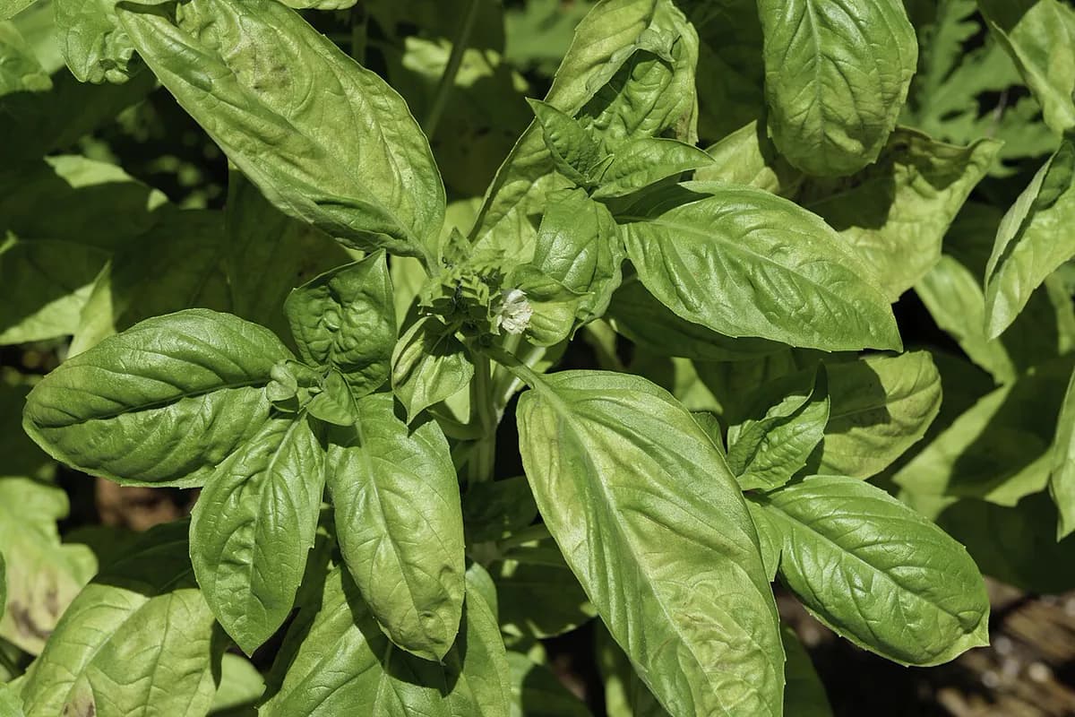 Albahaca Genovesa — foto real