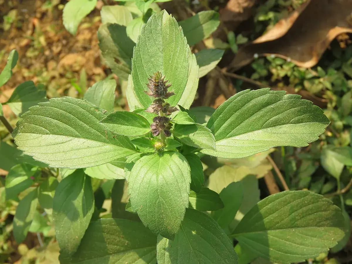 Albahaca Thai — foto real