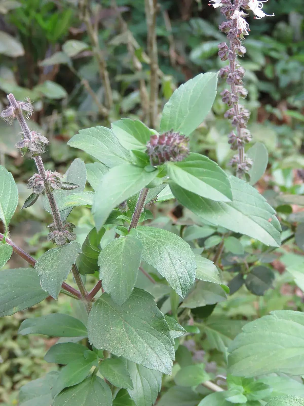Albahaca Thai — foto real