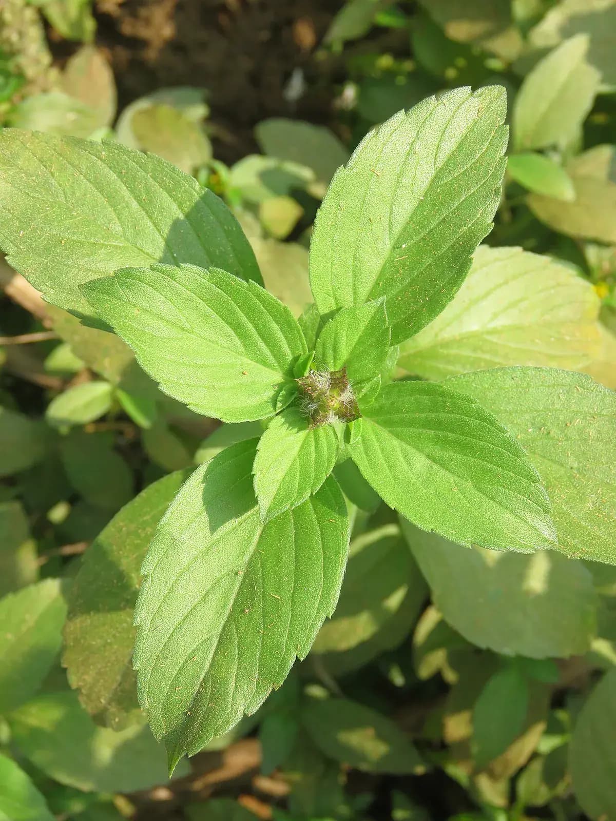 Albahaca Thai — foto real