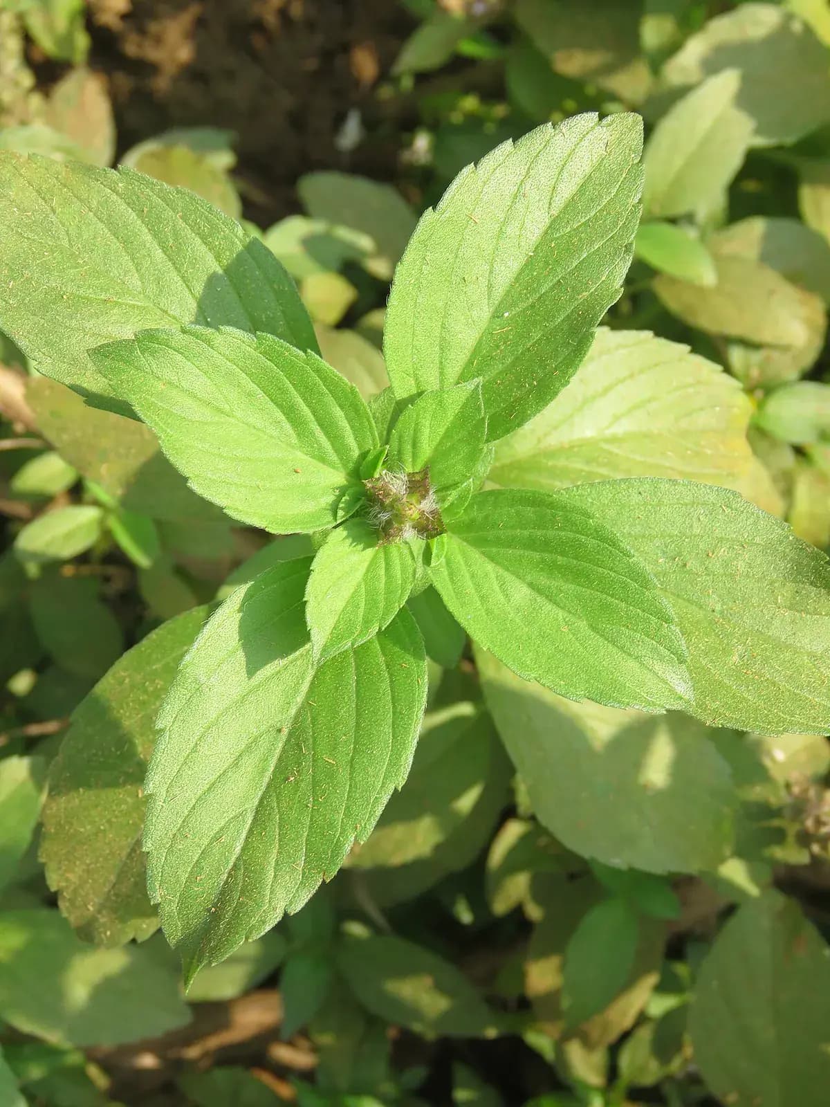Albahaca Thai — foto real