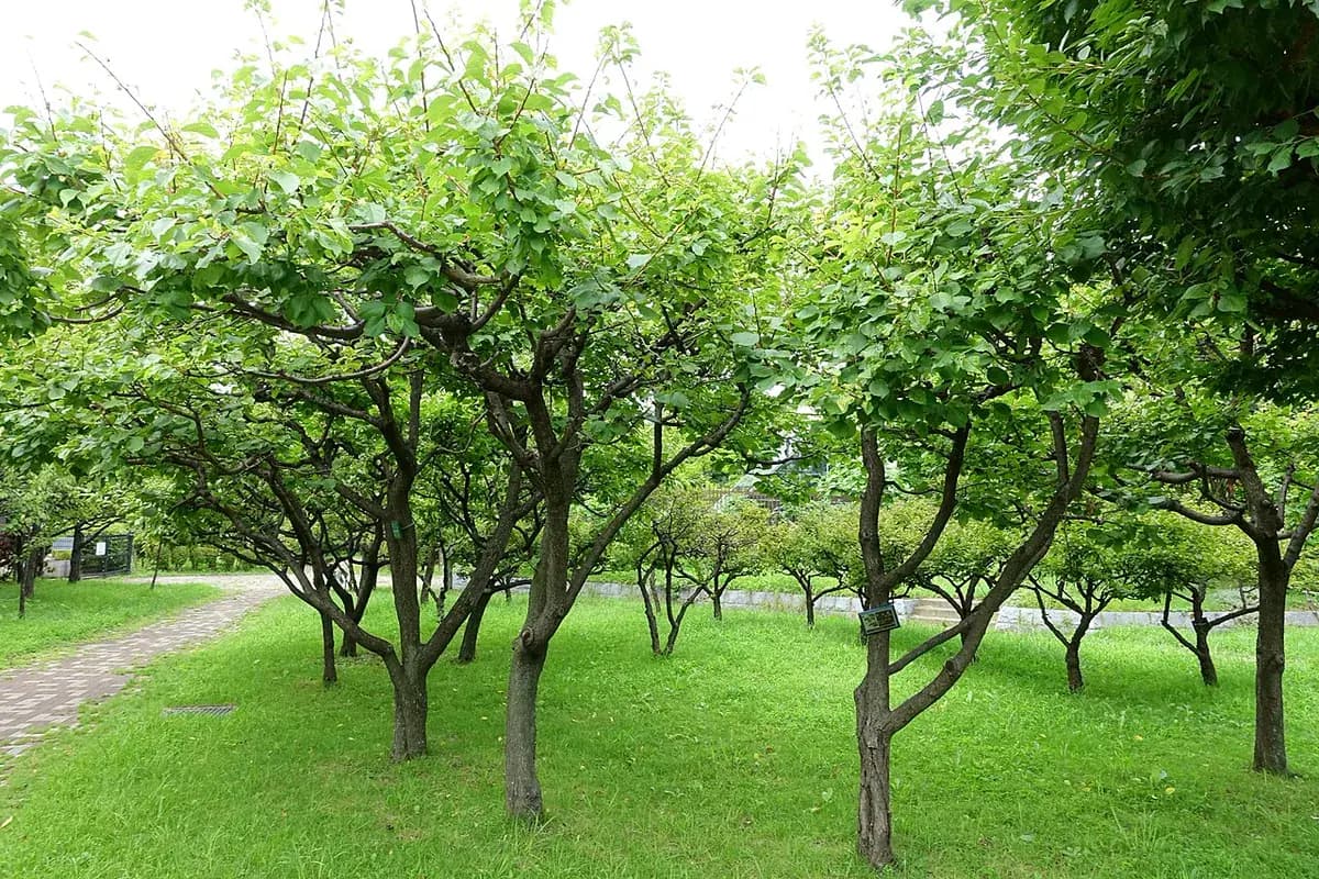 Albaricoque Búlida — foto real
