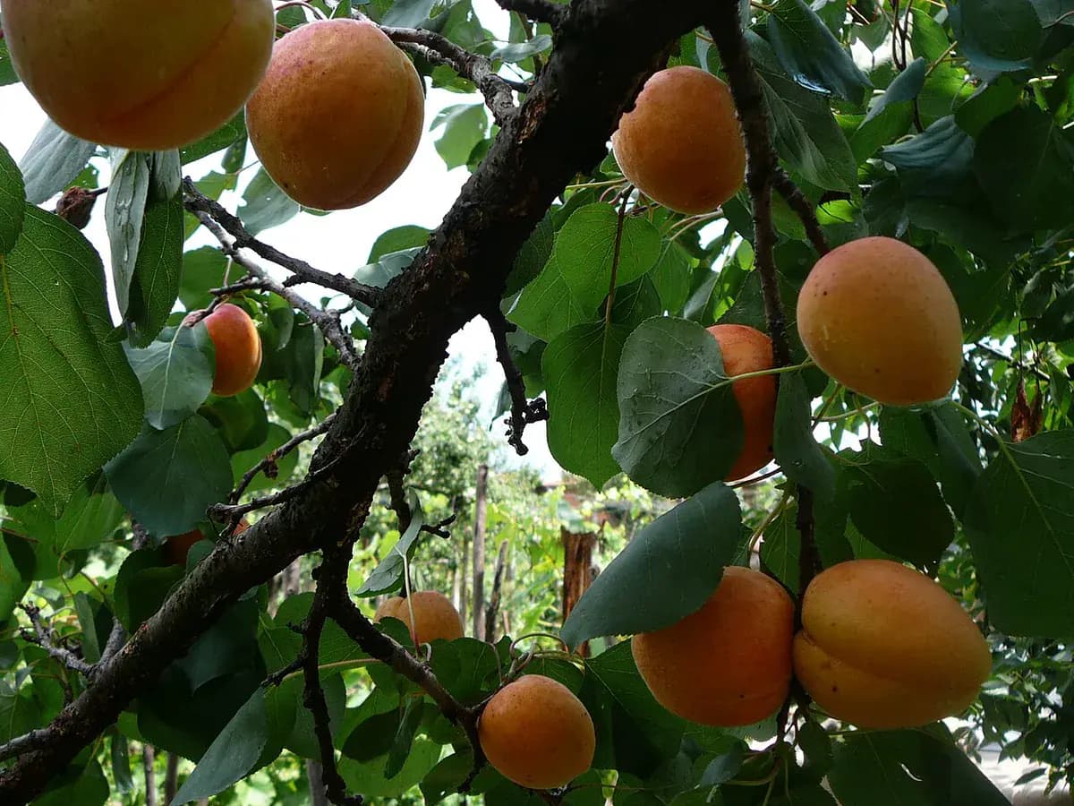 Albaricoque Búlida — foto real