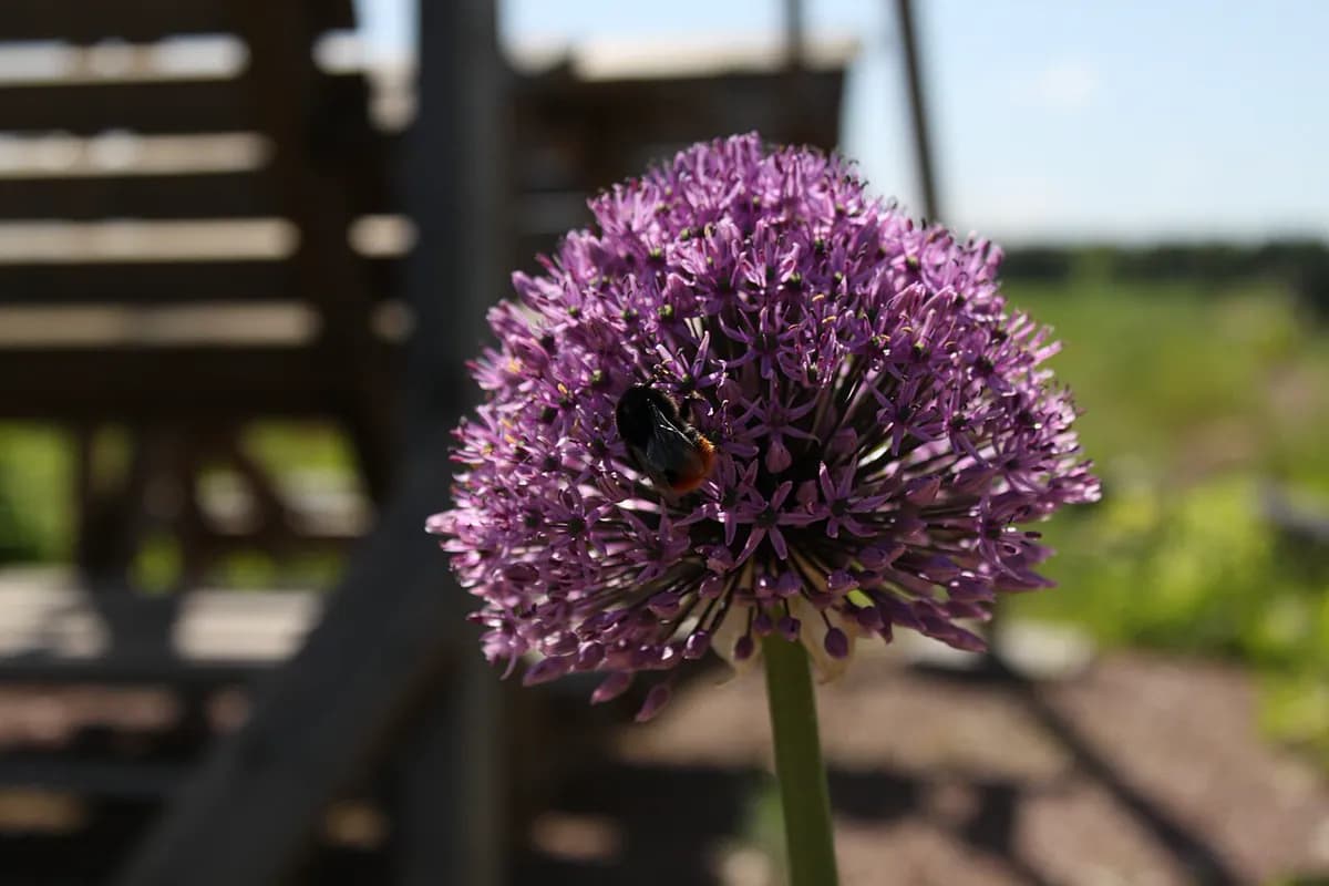 Allium gigante — foto real