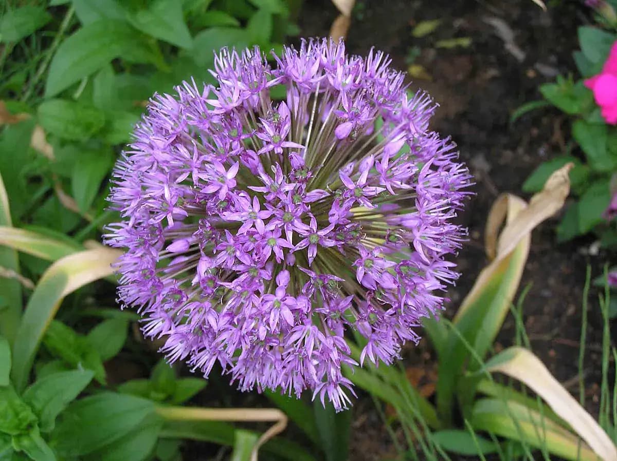Allium gigante — foto real
