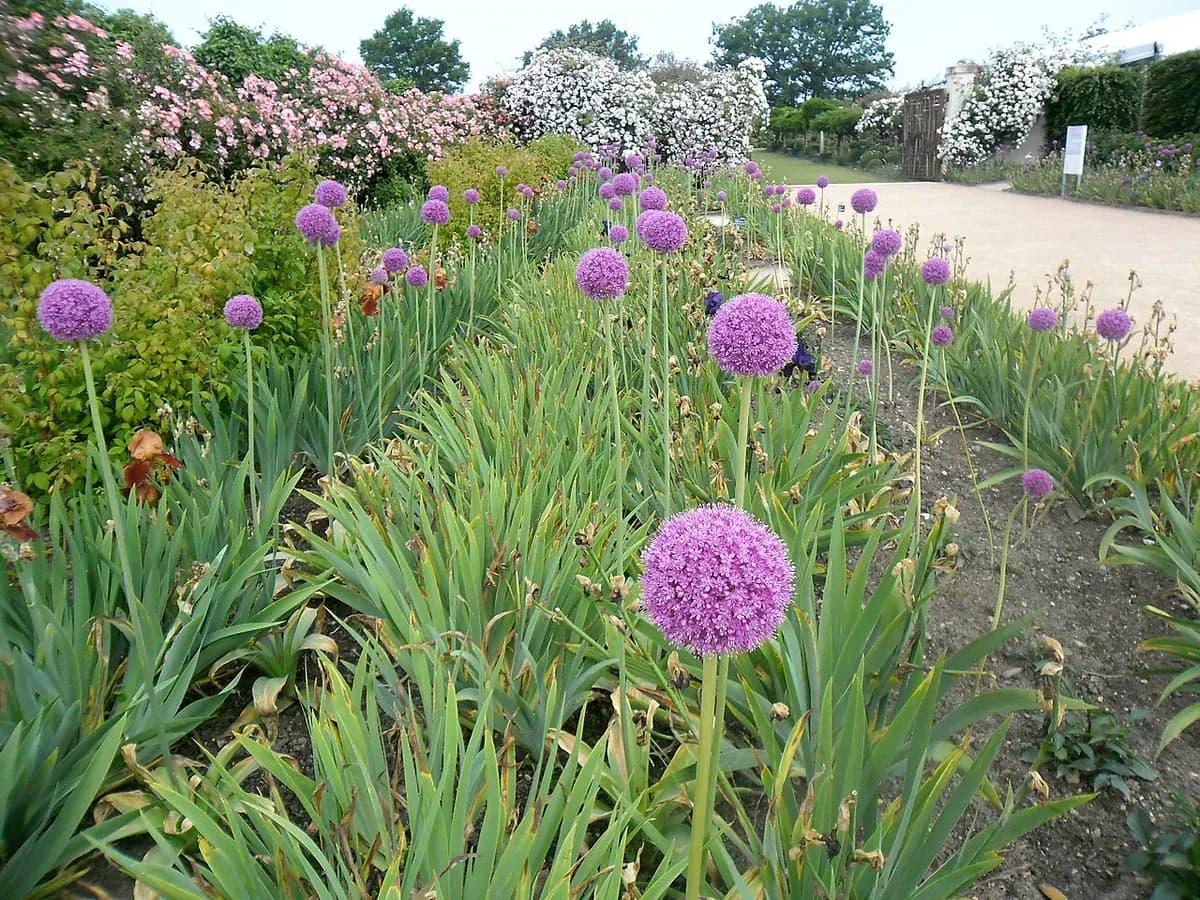 Allium gigante — foto real