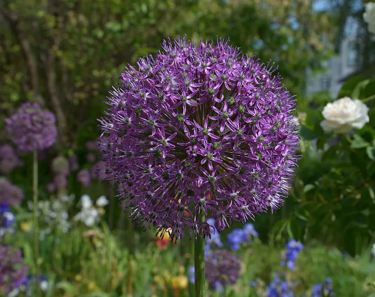 Allium gigante — foto real