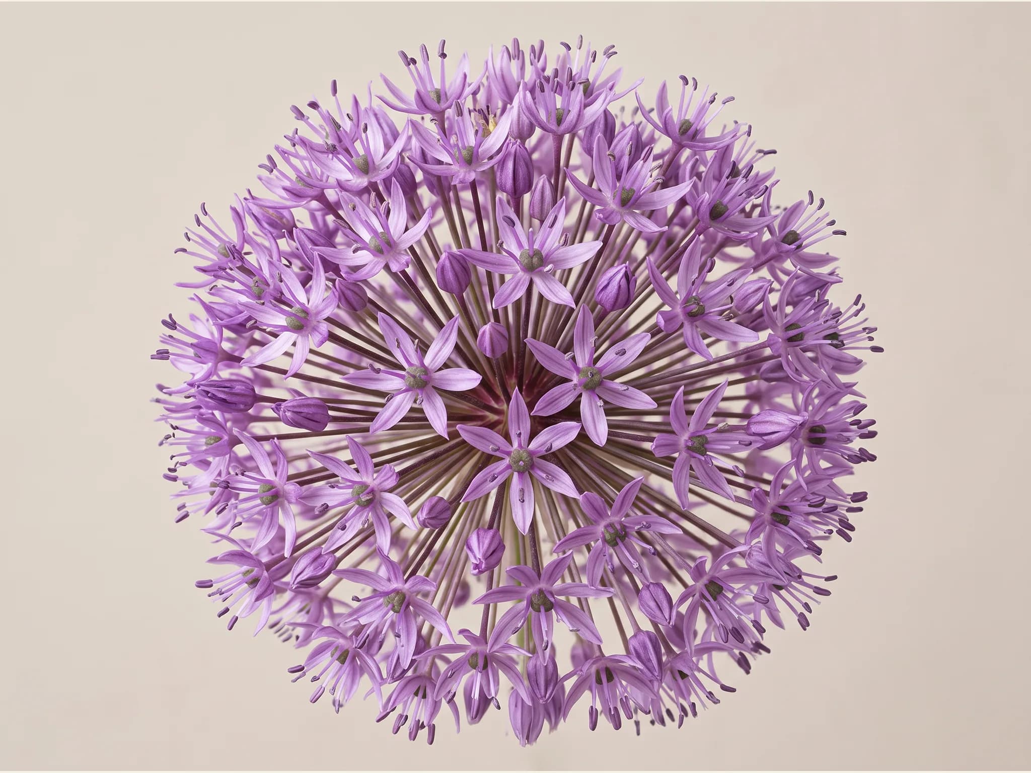 Allium giganteum — flor (IA)