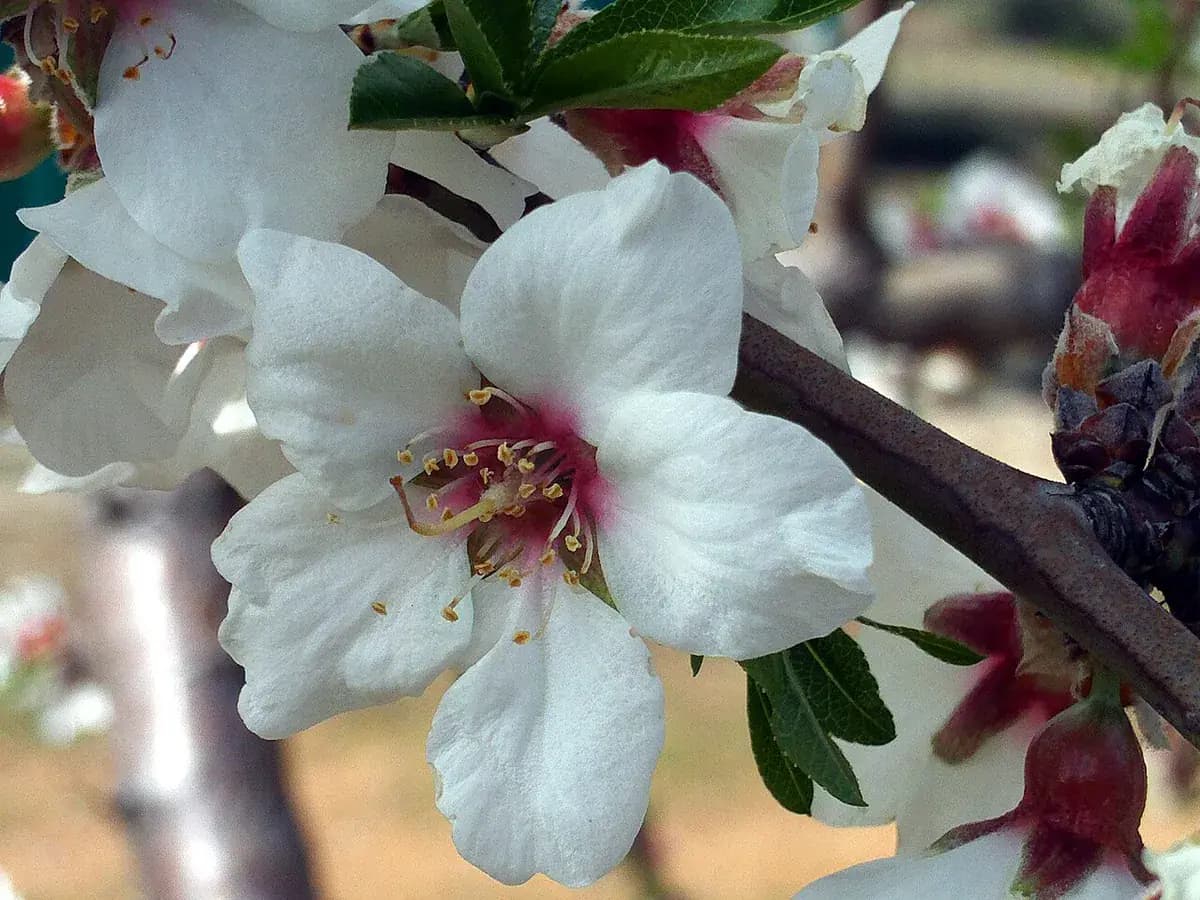 Almendro Guara — foto real