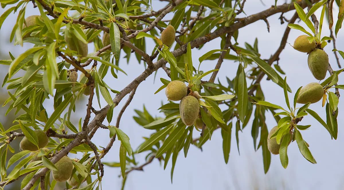 Almendro Guara — foto real