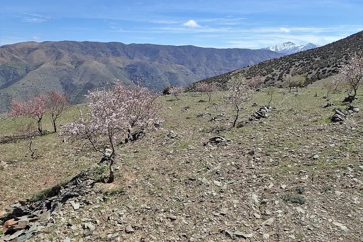 Almendro Guara — foto real