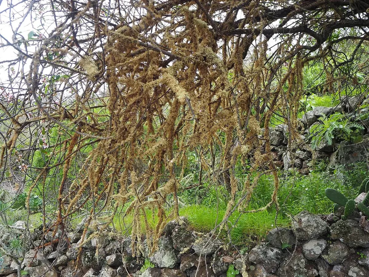Almendro Guara — foto real