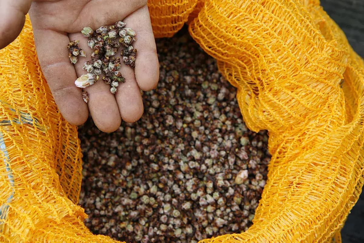 Almendro Marcona — foto real