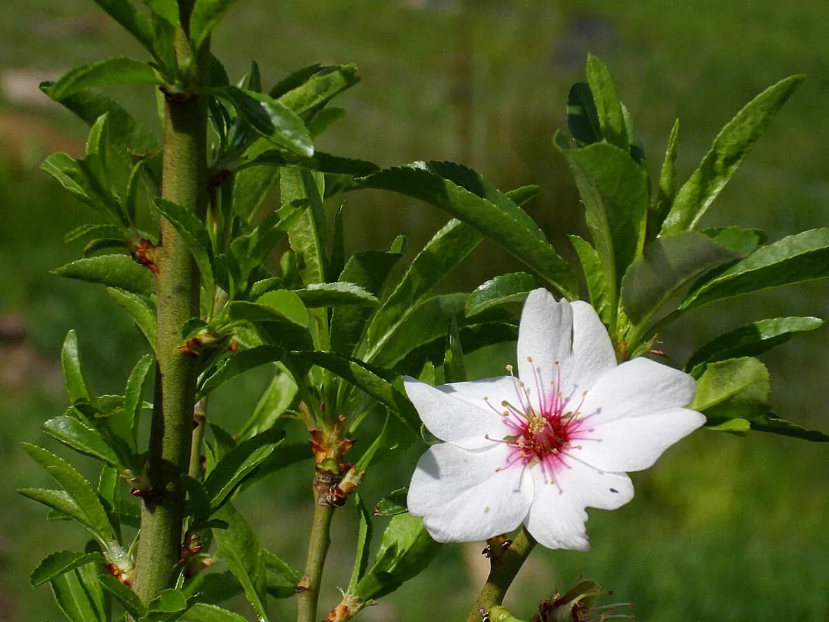 Almendro Marcona — foto real