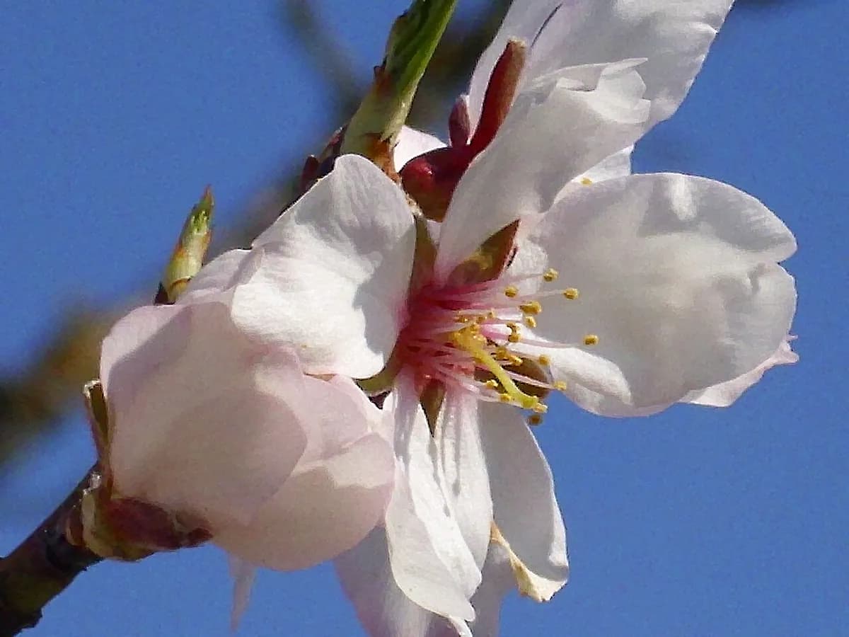 Almendro Marcona — foto real