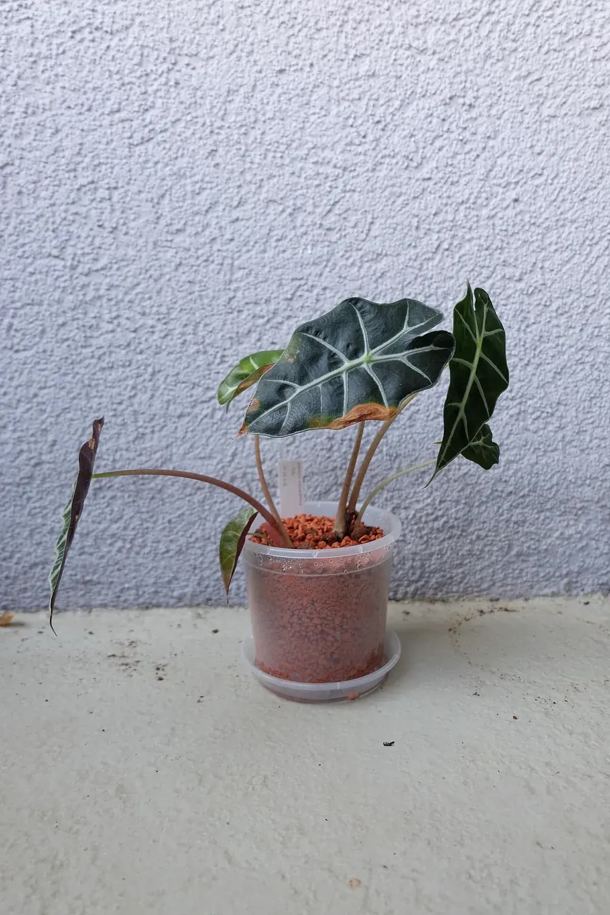 Alocasia Polly — foto real