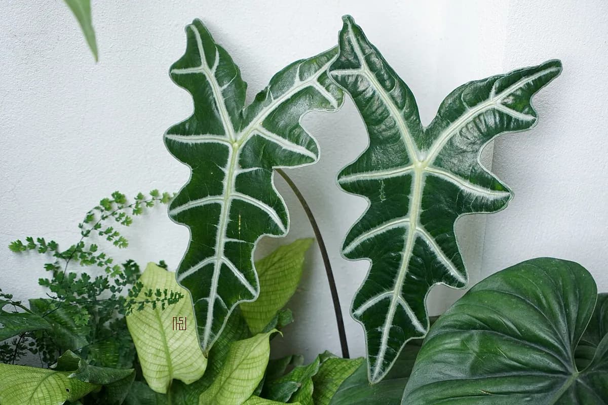 Alocasia Polly — foto real