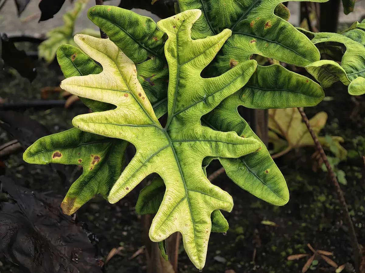 Alocasia Polly — foto real