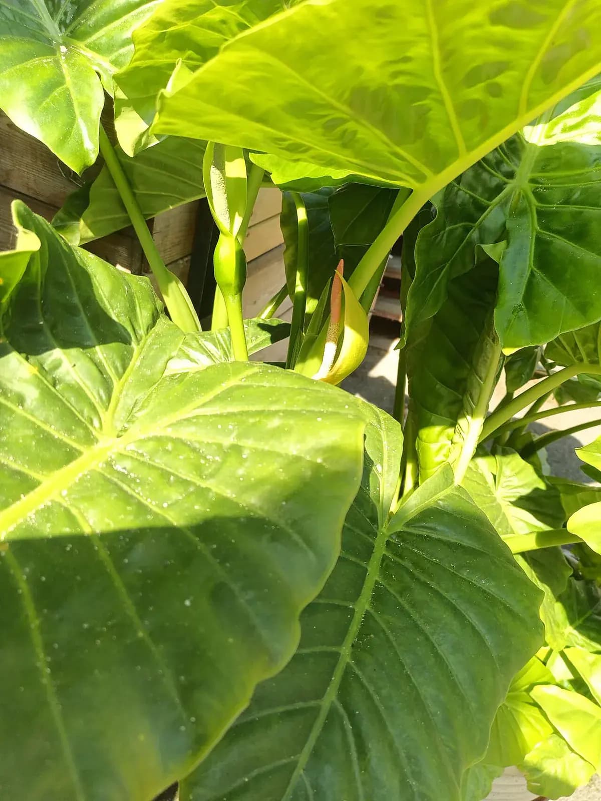 Alocasia Polly — foto real