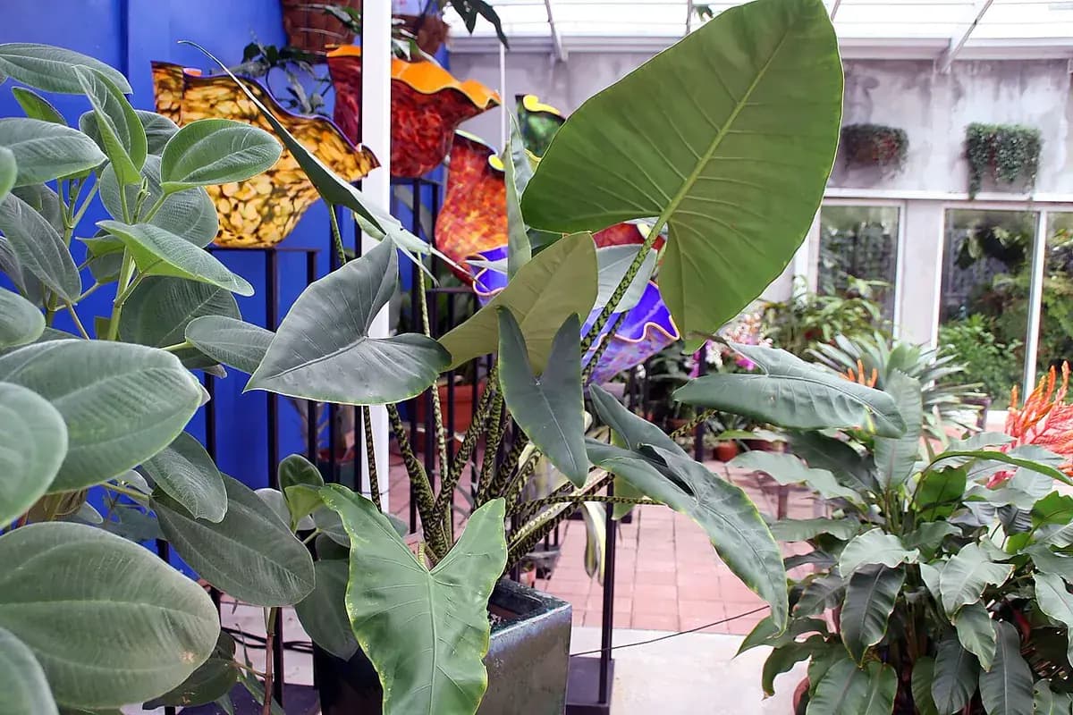 Alocasia zebrina — foto real