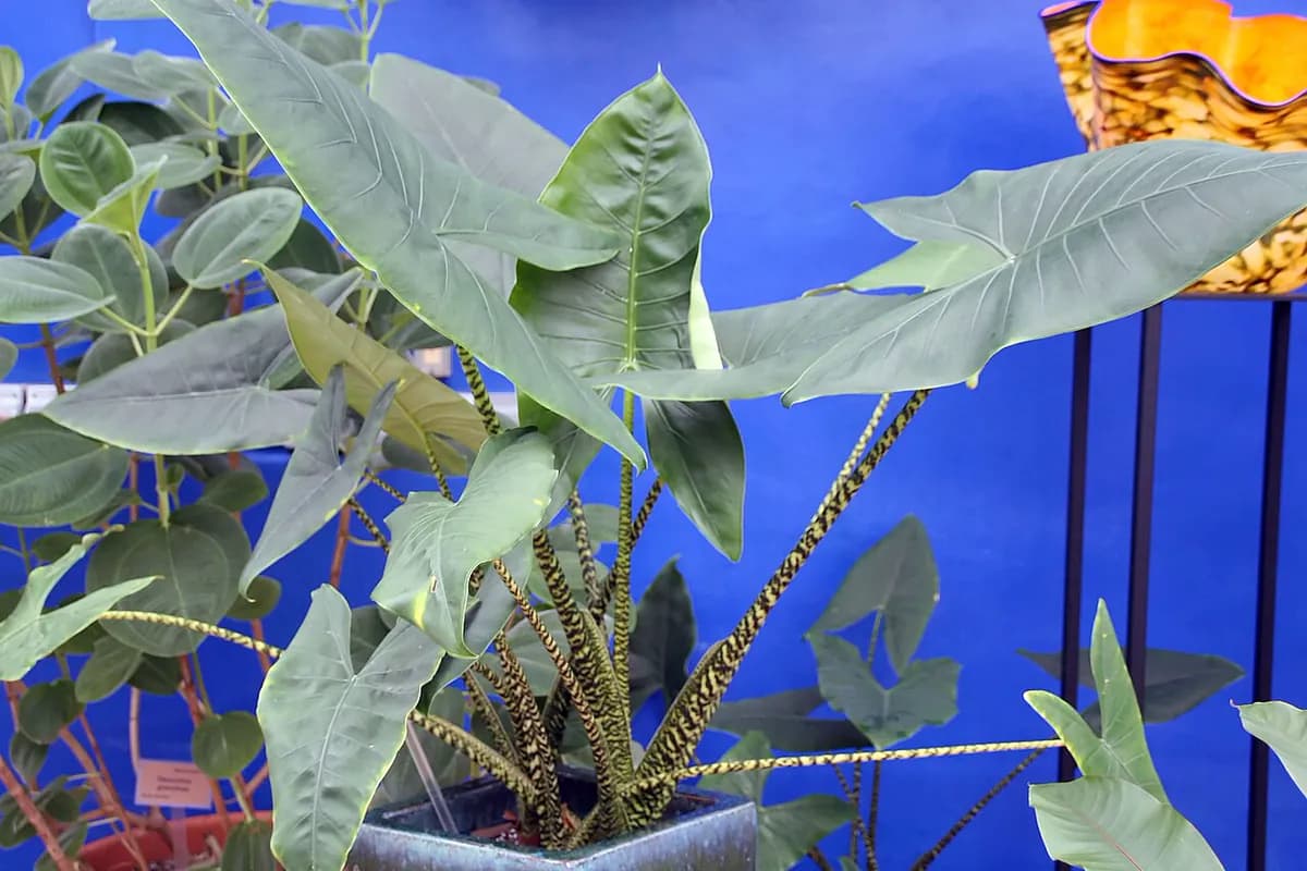 Alocasia zebrina — foto real